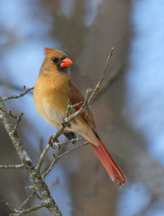 female red cardinal standing on the tree