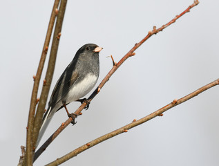 dark eyed junco bird standing on branch in earlier spring