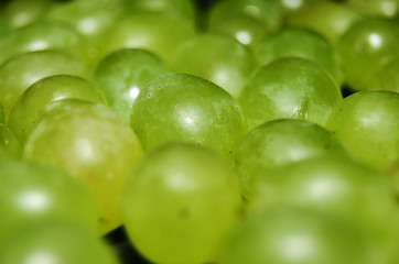 lots of green grape berries close up