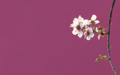 Obraz na płótnie Canvas abstract background with flowers
