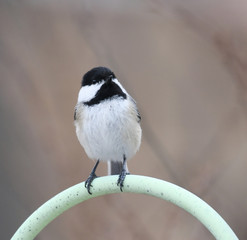 close up on black capped chickadee bird