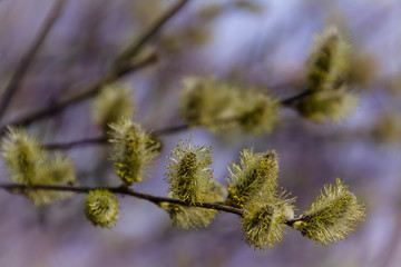 Yellow willow flowers on the branch in spring forest