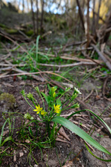 Wald-Gelbstern (Gagea lutea) Wupperufer, Wuppertal - yellow star of bethlehem 