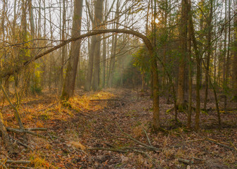piękno lasu o poranku