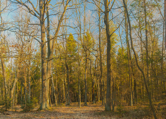 piękno lasu o poranku