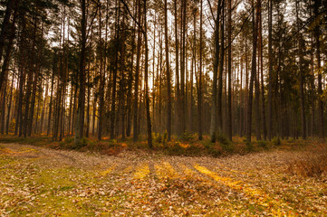 piękno lasu o poranku