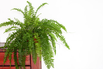 Home plant fern in flowerpot