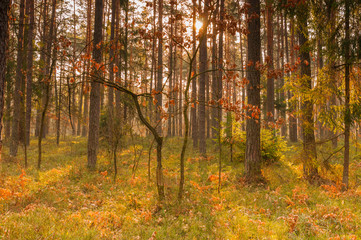 Obraz premium piękno lasu o poranku