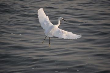 Close up view of Egret flying over the sea to catch fish