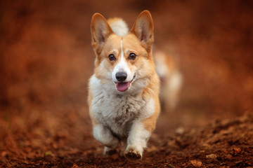 Pembroke Welsh Corgi dog runs along a path at autumn time