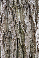  The texture of natural wood. Light wood background.