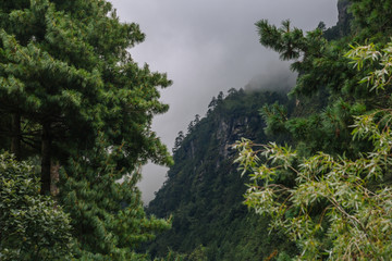 Fototapeta na wymiar Beautiful mountains and forest, himalayas