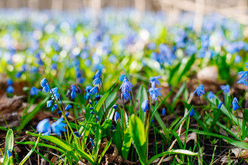 Snowdrop or ordinary snowdrops (Galanthus nivalis) flowers that are confused with a bluebell or...