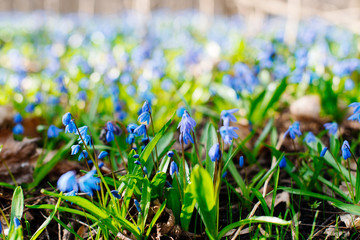 Snowdrop or ordinary snowdrops (Galanthus nivalis) flowers that are confused with a bluebell or...