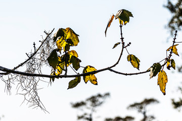 branch with yellow leaves