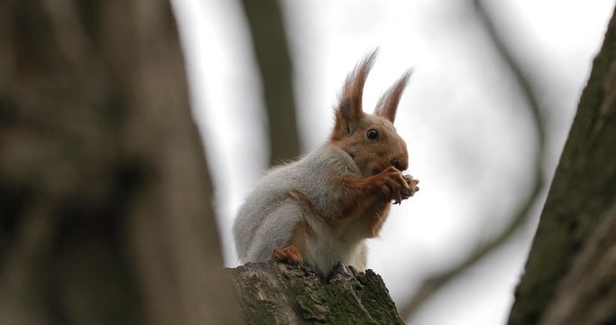 Squirrel eats a nut sitting on the tree