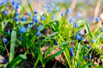 Snowdrop or ordinary snowdrops (Galanthus nivalis) flowers that are confused with a bluebell or spillway or scilla