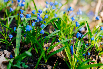 Snowdrop or ordinary snowdrops (Galanthus nivalis) flowers that are confused with a bluebell or spillway or scilla