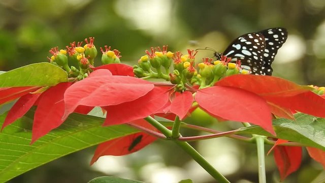 Close up of brightly coloured butterflies in a row ,UK, Change, Butterfly - Insect, Nature, Individuality, Blue Panoramic Butterfly Background ,Butterfly - Insect, Morpho Butterfly, Blue Morpho.