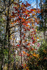 autumn leaves on tree