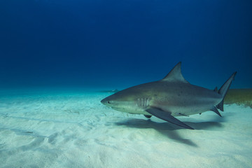 Obraz na płótnie Canvas Bull shark in its natural habitat.