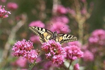 Machaon