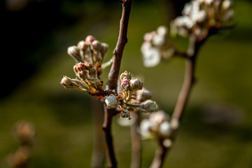 Blüten am Birnbaum
