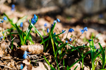 Snowdrop or ordinary snowdrops (Galanthus nivalis) flowers that are confused with a bluebell or...