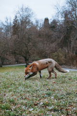 Obraz na płótnie Canvas fox, red fox, animal, wild fox, nature