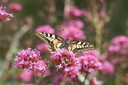 Machaon