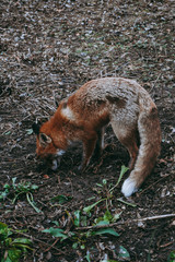 fox, red fox, animal, wild fox, nature