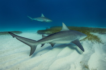 A bull shark and a lemon shark in their natural habitat.