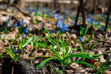 Snowdrop or ordinary snowdrops (Galanthus nivalis) flowers that are confused with a bluebell or spillway or scilla