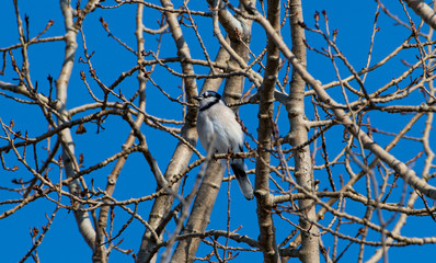 Blue Jay