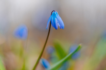 Snowdrop or ordinary snowdrops (Galanthus nivalis) flowers that are confused with a bluebell or spillway or scilla