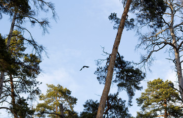 A black bird flies between large trees in the forest. It is clearly visible among the blue sky. Trees are the old big pines