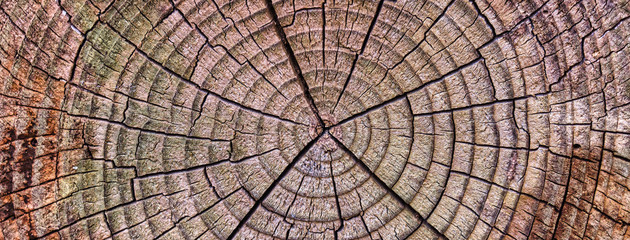 Fototapeta premium Old Wood Tree Rings worn texture, weathered section of wood with cracked rings and amazing detailed textured natural web banner background