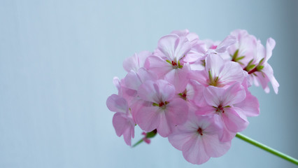 Fototapeta na wymiar Natural pink flowers garden spring