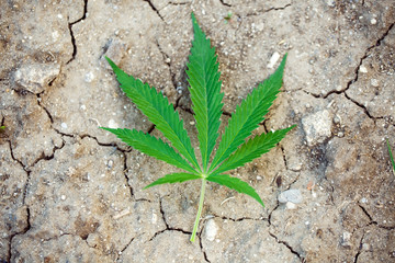 Marijuana leaf, cannabis on a grey background of the dry ground, beautiful background, indoor cultivation
