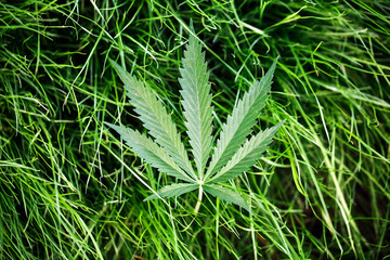 Marijuana leaf, cannabis on a green background of the grass ground indoor cultivation
