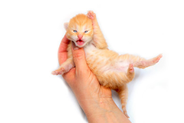The cute small newborn kitten held in hands as a symbol of care for new life. Isolated on white background. 
