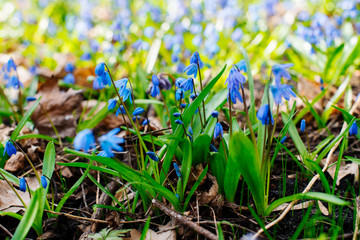 Snowdrop or ordinary snowdrops (Galanthus nivalis) flowers that are confused with a bluebell or spillway or scilla