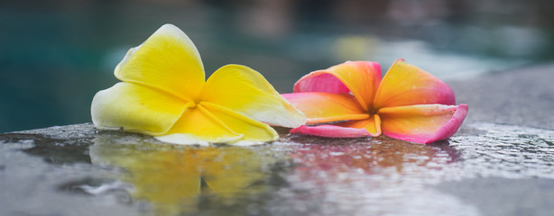 flores caidas al borde de la piscina con reflejo , mojadas