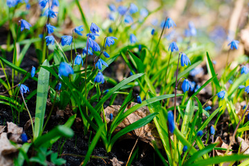 Snowdrop or ordinary snowdrops (Galanthus nivalis) flowers that are confused with a bluebell or spillway or scilla