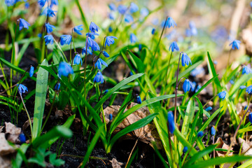 Snowdrop or ordinary snowdrops (Galanthus nivalis) flowers that are confused with a bluebell or...