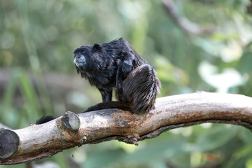 black-mantled tamarin (Schwarzrückentamarin, Leontocebus nigricollis)