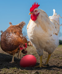 Freiland Huhn und Hahn wundern sich über ihr rotes Osterei im Nest