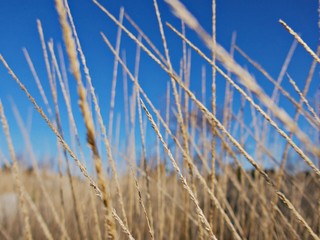 Fototapeta premium trockenes Gras vor blauem Himmel