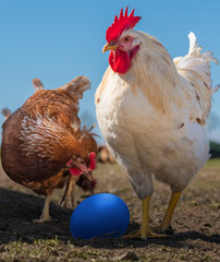 Freiland Huhn und Hahn wundern sich über ihr blaues Osterei im Nest