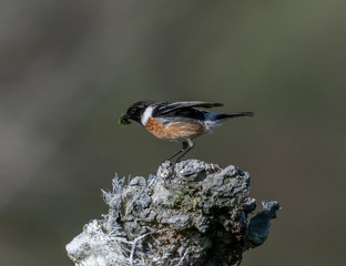 nuthatch on feeder